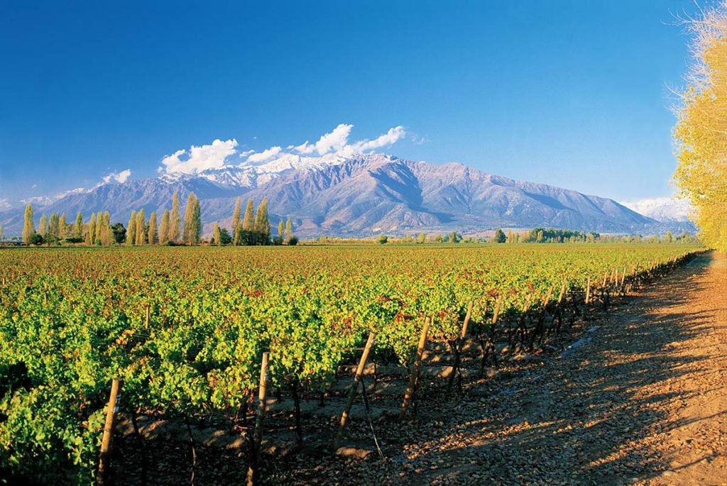 concha-y-toro-puente-alto-vineyard